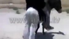 eşeğe pantolon giydirilirse