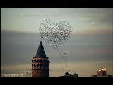 Nerdesin Gizli Yaram