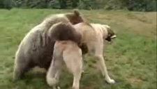 Kangal ile Ayının Dostluğu