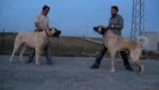 saf kangal göruntuleri