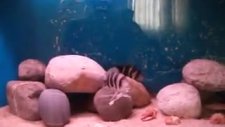 frontoza akvaryumu