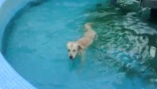 golden retriever jessie'nin havuz sefası