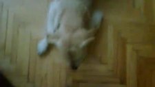 jessie golden retriever egitim komutlari