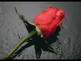 hatice haram geceler