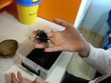 tarantula(grammostola grossa) handling show