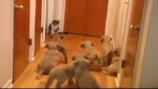 golden retriever yavruları ve kedi