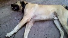 Kangal Köpekleri Özel