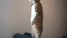saygı duruşundaki kedi