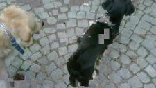 turkish bulldog panter ve golden jessie oynuyor