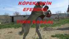 Türk Kangal; Sivas Kangalı belgeseli