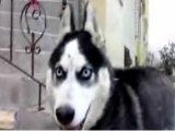 Sibirya husky