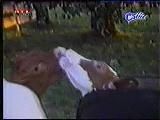 Öpüşen İnekler :)