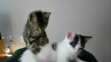 masör kedi !