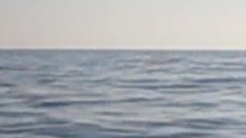 dolphin in mahmutlar alanya