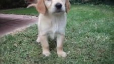satılık golden retriever yavruları kaptanpet ten