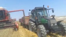 yaralı köyü buğday hasadı yaparken leverda biçer