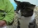 pişmaniye yiyen kedi