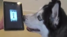 köpek melodiyi resmen yakalıyor