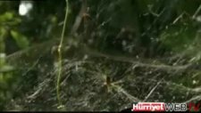 örümcek ağı ile balıkavı