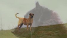 celine dion & duygusal köpekler