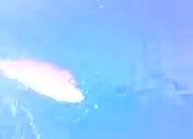 kuşadası balık avı kuşadası balık turu