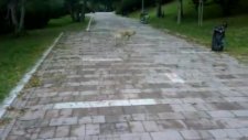 golden jessie macka parki'nda
