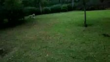 golden retriever jessie macka parki'nda