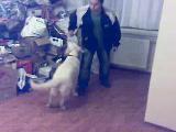 golden retriever eğitim