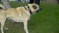 kangal çoban köpeği topuz