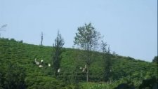Bir Sevdadır Karadeniz