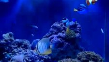 blue tang fox face
