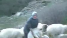koyun kuzu köy görüntüleri