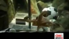 kahin ahtapot paul öldü