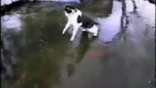 kediye bak buz altndaki balıkları avlamya çalışıyr