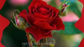 by yk 61 - Tadı Yok Yk Nın Sensiz by yk 61 - Tadı Yok Yk Nın Sensiz