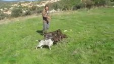 kurzhaar ferma toplu. mahmut64.com