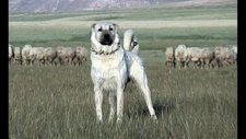 sonkral kangal köpekleri