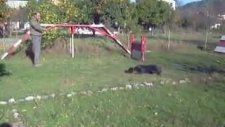 satılık rotweiler yavruları marmaris fethiye ortac