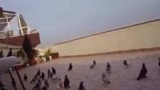 çifte kavrulmuş oyun kuşu taklacı güvercin