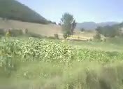 Aydın Dal