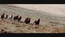Karaman-Karadağ-Yılki Atları
