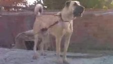 polat_tunç kangal diyarı üretim çiftliği