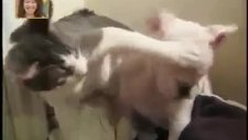 kediyi deli etmemek lazım