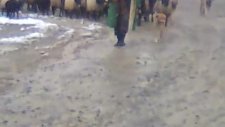 boynuyogun da göç zamanı