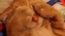 tembel kedi
