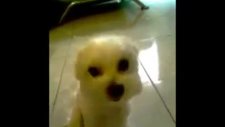 gülümseyen minik köpek
