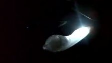 md led çakarlı ön park ampulu