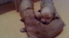 satılık bebek yüz golden retriever yavruları