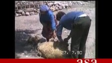 kaleköy 1990 babam,Hacı Kalkan a koyun kırkmayı