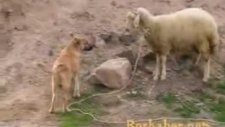 köpekle kurbanlık koyun oyun oynaması